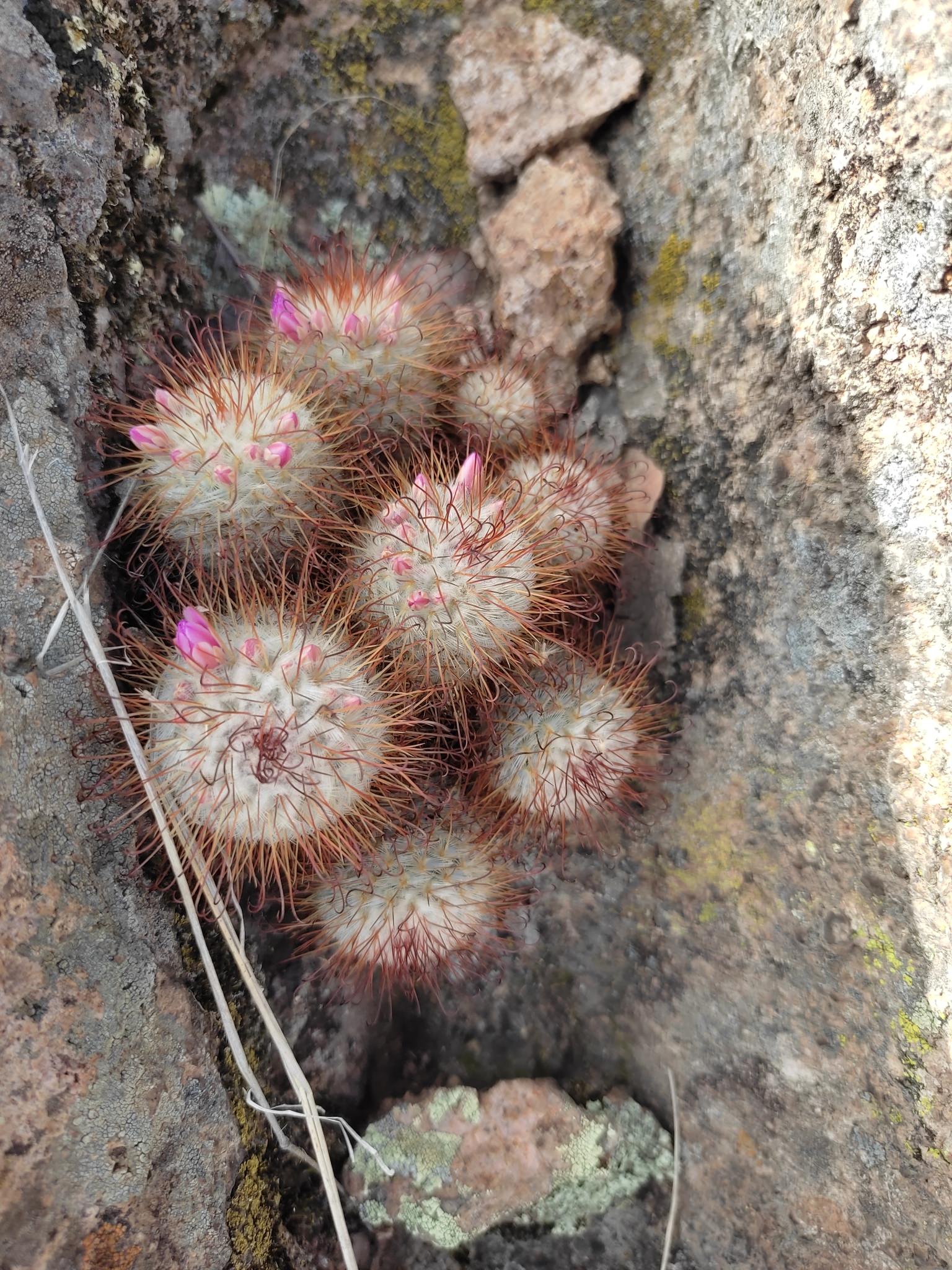 Mammillaria bombycina